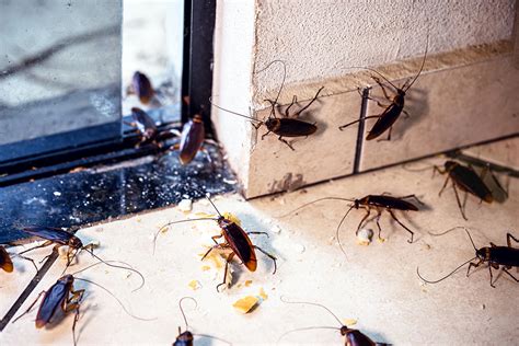 Time for a Cockroach Extermination - Maine Bed Bugs and Pest Control