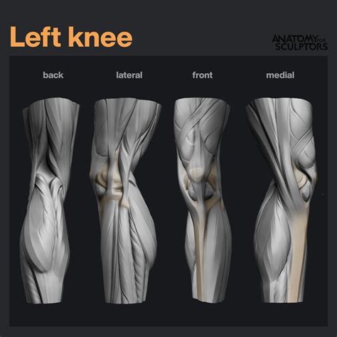 Anatomy For Sculptors - Left knee