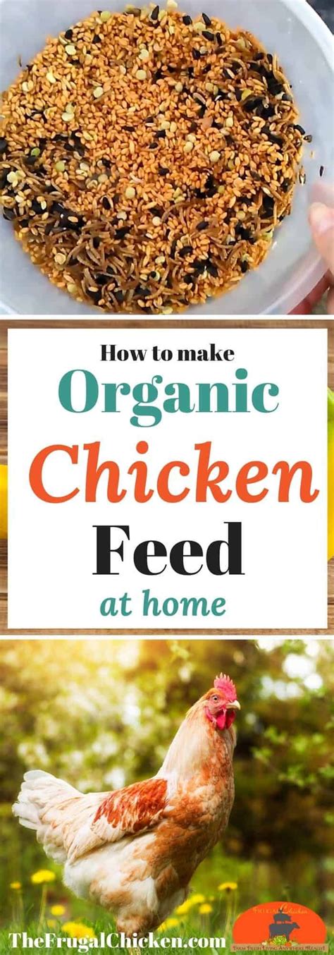 Organic Homemade Chicken Feed Recipe (That Won't Break The Bank ...