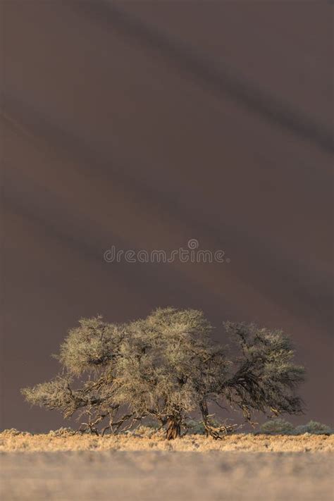 A Camel Thorn Tree in Namibia Stock Image - Image of sessrium, dune ...