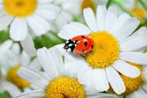 Ladybug on daisy Ladybird, Close To My Heart, Sea Creatures, Google ...