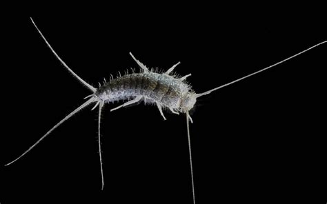 Silverfish and House Centipedes - Snowball Pest Control - Cinci and NKY