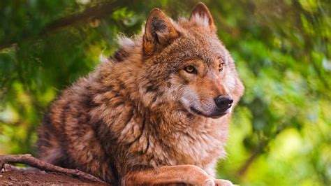 Animal Wolf Is Sitting In A Background of Green Trees 4K HD Animals ...