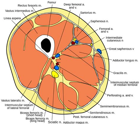 Muscles of the Anterior Thigh | Lower Limb Anatomy | Geeky Medics