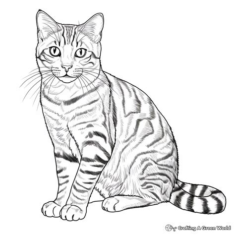 Tabby Cat Coloring Pages - Free & Printable!