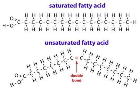 What causes an unsaturated fatty acid to have a different shape than a ...