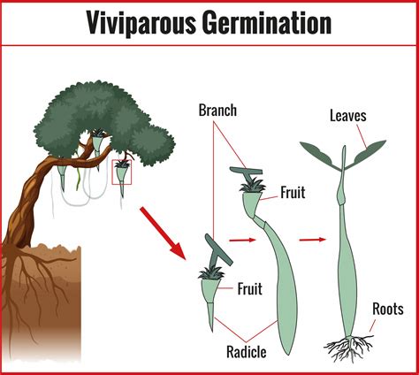 Types of Germination of Seed - CBSE Class Notes Online - Classnotes123