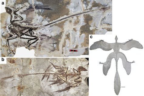 Microraptor fossil specimens used as the basis for model making ...