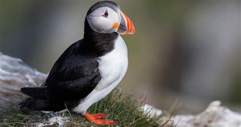 Atlantic Puffin - Facts, Size, Habitat, Nesting, Breeding - Bird Baron