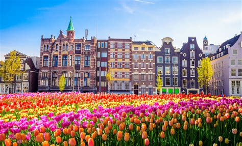 Why Tulips Are the Symbol of the Netherlands