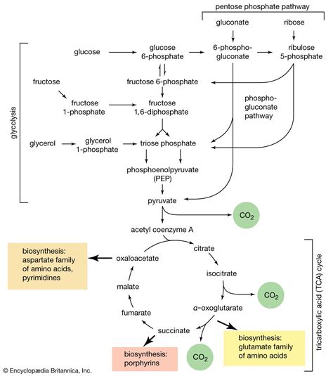 Diagram Of Carbohydrate Signaling Pathway