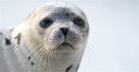 Harp Seal Animal Facts | Pagophilus groenlandicus | AZ Animals