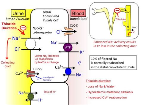 thiazide diuretics Edema Causes, Loop Of Henle, Loop Diuretic ...