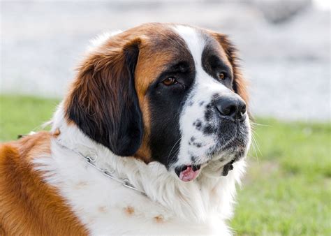 Do Saint Bernards Like To Swim