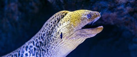 Get to know different types of Moray Eels in Thailand - KSA Liveaboard