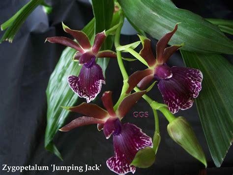 Zygopetalum Photo - OrchidPlantCare.info