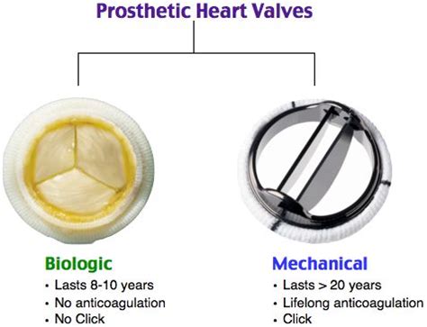 Prosthetic Heart Valve Complications Lifespan: mechanical > biologic ...