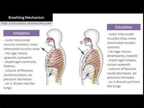 Diagram | Breathing Mechanism - Inhalation, Exhalation - YouTube