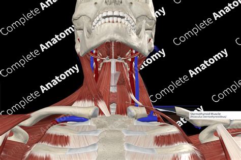 Sternothyroid Muscle | Complete Anatomy