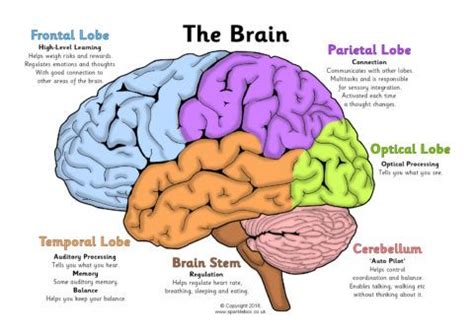 Label the Brain Worksheets (SB11585) - SparkleBox | Brain diagram ...