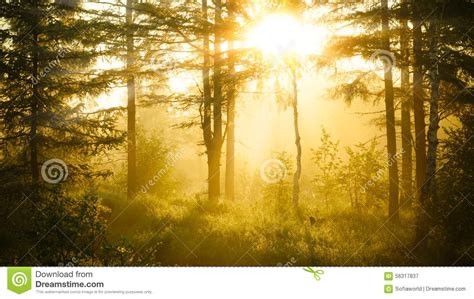 Sunrise in misty forest stock image. Image of foliage - 56317837