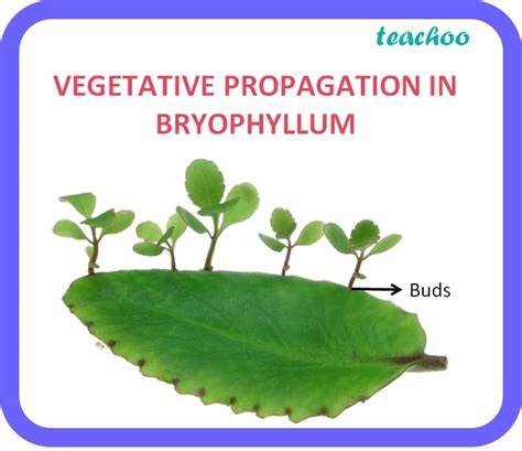 [Class 10] Vegetative Propagation - Definition, Examples, Types