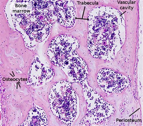 Spongy Vs Compact Bone Histology