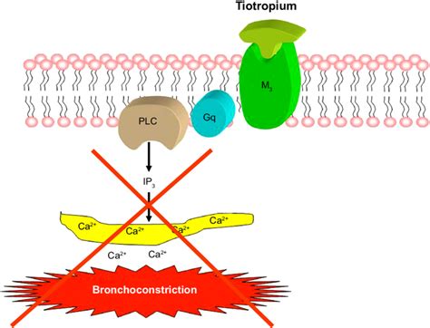 Ipratropium Mechanism Of Action