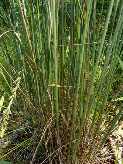 June Grass (Koeleria macrantha)