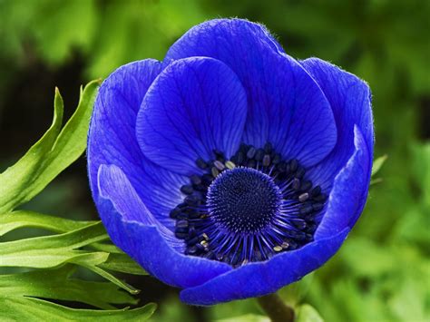 Decades-long mystery of blue flowers solved