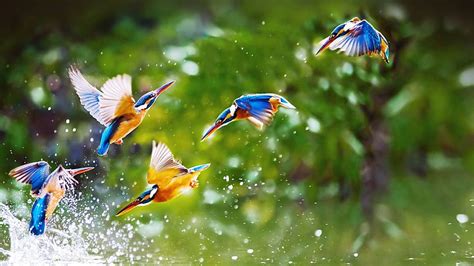 Beautiful Birds Flying Full Background Iphone 1920×1080 – adda HD ...