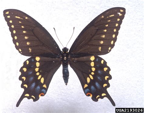 Ozark swallowtail, Papilio joanae (Lepidoptera: Papilionidae) - 2193026