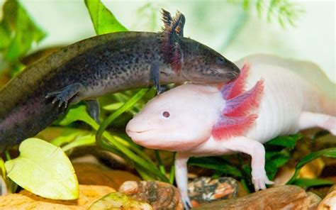 Axolotl Breeding Guide - How to Breed Axolotls? - AquariumNexus ...