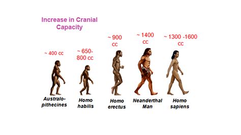 What was the most significant trend in the evolution of modern man homo ...