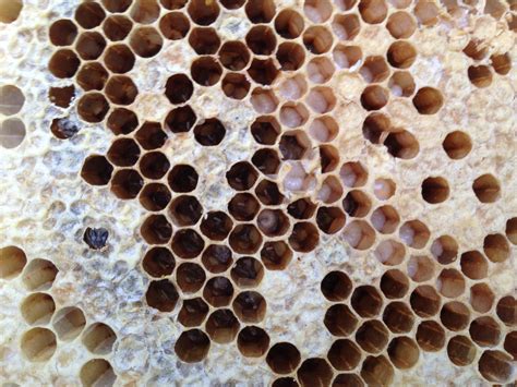 HARNESSING HONEY BEE SWARMS — Permaculture Northern Beaches