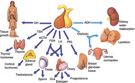 Follicle stimulating hormone function, source, FSH blood test & FSH levels