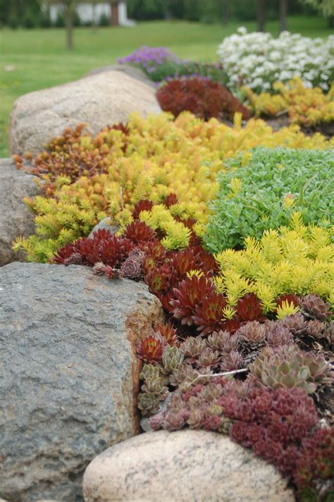 Few plants can compete with sedums for sheer range of colors and ...