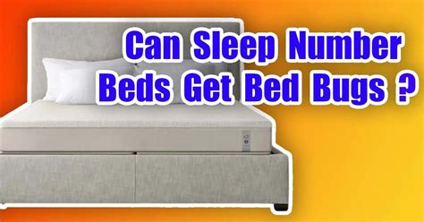 Can Sleep Number Beds Get Bed Bugs? (5 Easy Solutions) 2023