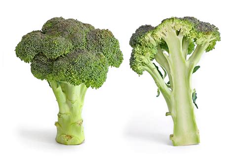 File:Broccoli and cross section edit.jpg - Wikipedia