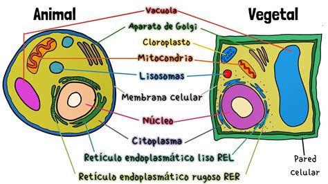 Arriba 32+ imagen dibujos de celulas animal y vegetal con sus partes ...