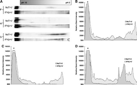 Two-dimensional electrophoresis of VSV virion-associated proteins ...