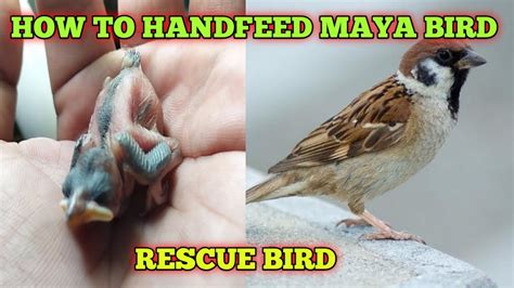 HOW TO HANDFEED MAYA BIRD - YouTube