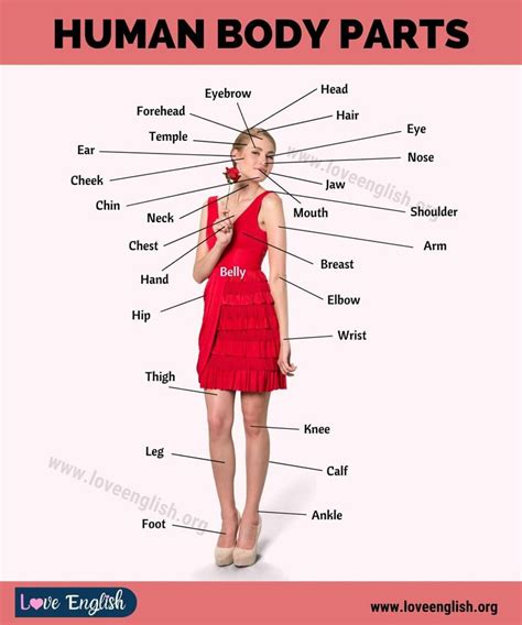 the parts of a woman's body in english