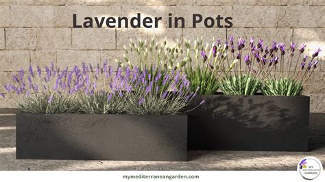 Lavender in pots - Complete Guide