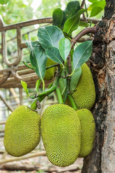 Tips For Picking Jackfruit - Learn How To Harvest Jackfruit Trees