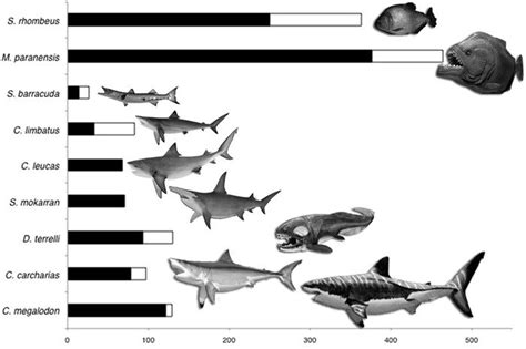 Pound for pound, ancient piranha could out-bite Tyrannosaurus rex - UPI.com