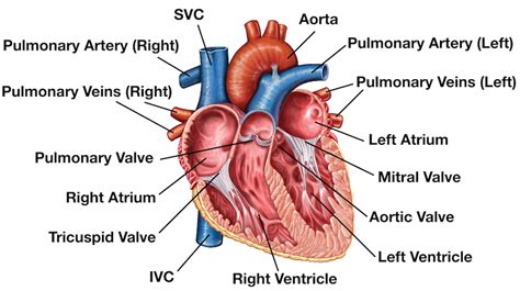 Cardiovascular System Diagram Labeled