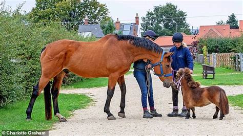 How our obsession with ever-smaller pets has seen Shetland ponies go ...