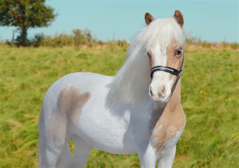 Small but Mighty: Discover the World of the Miniature Horse – The ...