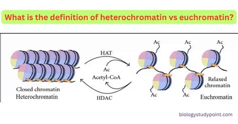 Heterochromatin VS Euchromatin | Definition, Types, Function